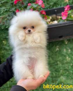 Pomeranian 1