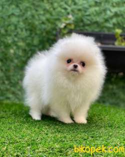 Pomeranian 2