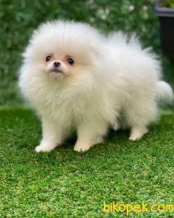 Pomeranian 3