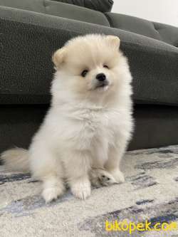 Pomeranian 1