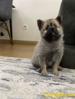 Pomeranian 2