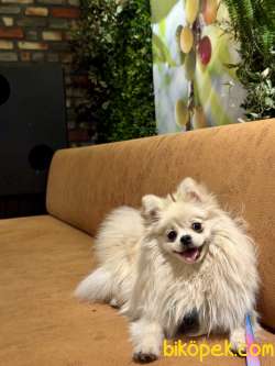 Pomeranian 5