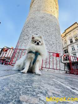 Pomeranian 3