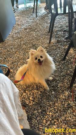 Pomeranian 1