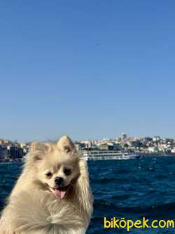 Pomeranian 4