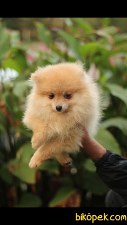 Pomeranian 'Akkuş Üretim Çiftliği' 2