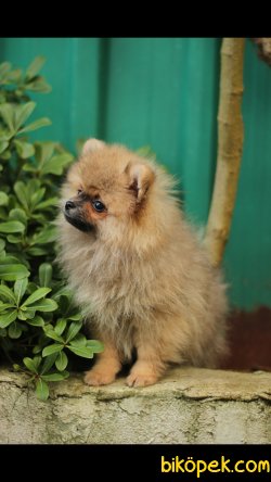 Pomeranian 'Akkuş Üretim Çiftliği' 1