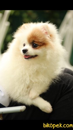 Pomeranian 'Akkuş Üretim Çiftliği' 3