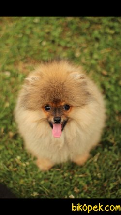 Pomeranian 'Akkuş Üretim Çiftliği' 5