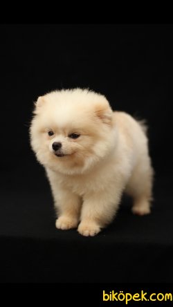 Pomeranian 'Akkuş Üretim Çiftliği' 4