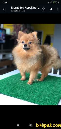 Pomeranian Asıl Kiz 3
