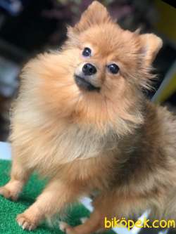Pomeranian Asıl Kiz 1