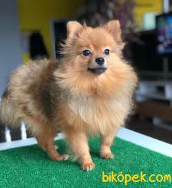Pomeranian Asıl Kiz 2
