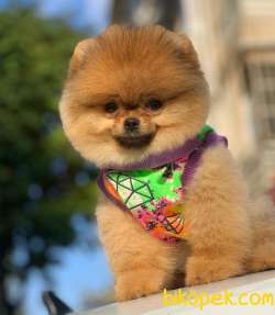 Pomeranian Aslan Kral 4