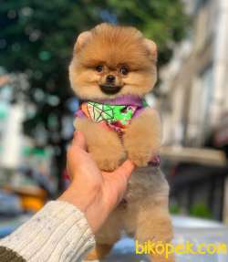 Pomeranian Aslan Kral 3