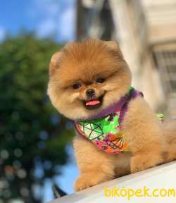 Pomeranian Aslan Kral 1