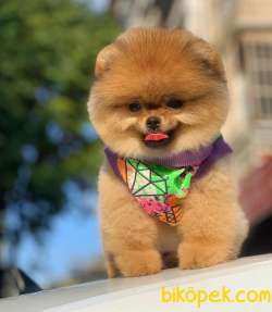 Pomeranian Aslan Kral 2