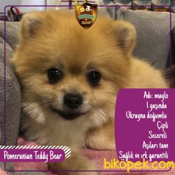 Pomeranian Ayı Surat 1 Yaşında 1