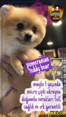 Pomeranian Ayı Surat 1 Yaşında 3