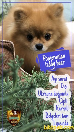 Pomeranian Ayı Surat 1 Yaşında  Dişi 2