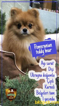 Pomeranian Ayı Surat 1 Yaşında  Dişi 3