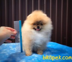 Pomeranian Ayı Surat 3