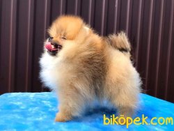 Pomeranian Ayı Surat 5