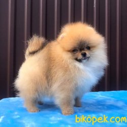 Pomeranian Ayı Surat 4