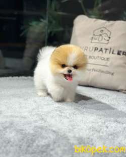 POMERANIAN BEBEKLERİ İLE HAYATINIZA RENK KATIN 2