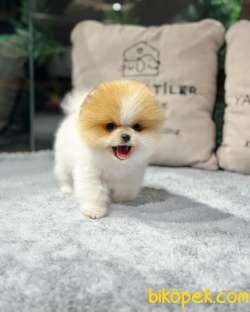 POMERANIAN BEBEKLERİ İLE HAYATINIZA RENK KATIN 3