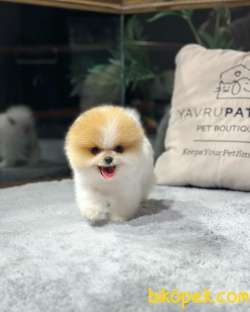 POMERANIAN BEBEKLERİ İLE HAYATINIZA RENK KATIN