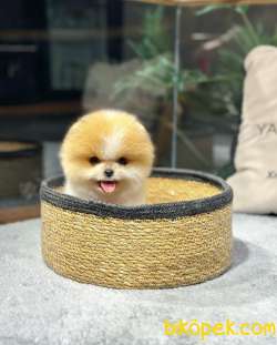 POMERANIAN BEBEKLERİ İLE HAYATINIZA RENK KATIN 4