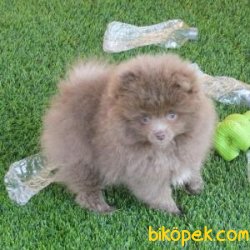 Pomeranian Bebeklerimiz 1