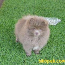 Pomeranian Bebeklerimiz 2