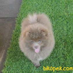 Pomeranian Bebeklerimiz 3
