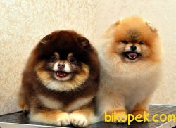 POMERANİAN BLACK AND TAN 2