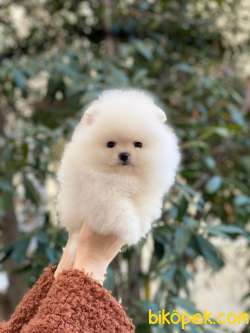 Pomeranian Bob Yavrular 4