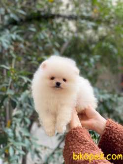 Pomeranian Bob Yavrular 5