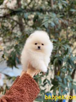 Pomeranian Bob Yavrular 1