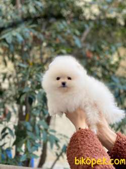 Pomeranian Bob Yavrular 3