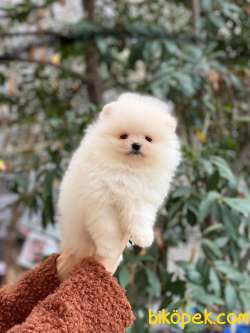 Pomeranian Bob Yavrular 2