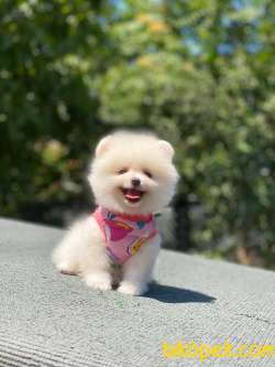 Pomeranian Boo 1 4