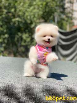 Pomeranian Boo 1 1