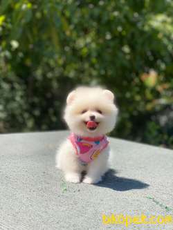 Pomeranian Boo 1 3