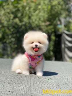 Pomeranian Boo 1 5