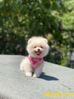 Pomeranian Boo 1 2