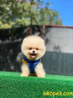 Pomeranian Boo 2 4