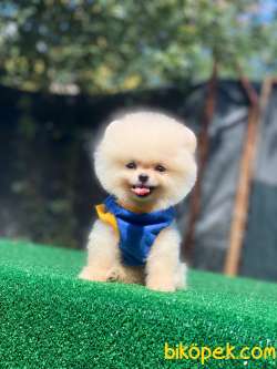 Pomeranian Boo 2 5