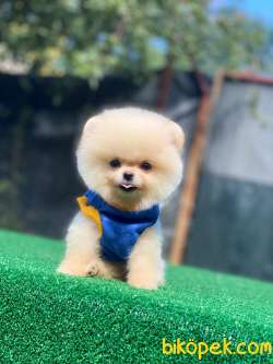 Pomeranian Boo 2 2