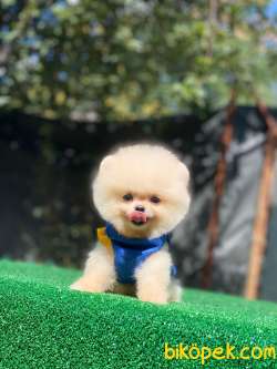 Pomeranian Boo 2